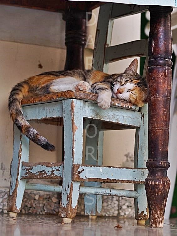 01c130e1f3bab5e8379f17024af7deac Διακοσμητικό πινακάκι τοίχου- Cat- PANI-002