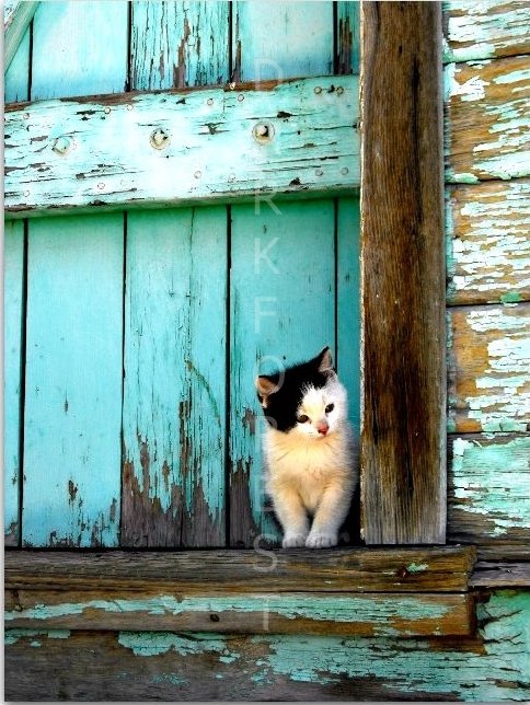 Διακοσμητικό πινακάκι τοίχου- Cat- PANI-018