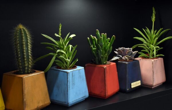 Ξύλινο γλαστράκι με φυτό- Σκούρο Μπλε- KONG-BLDP