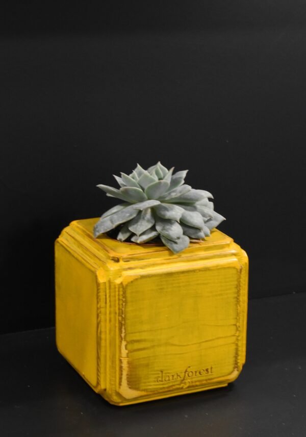 DSC_0023 Ξύλινο γλαστράκι με φυτό- Κίτρινο- FANG-YELP