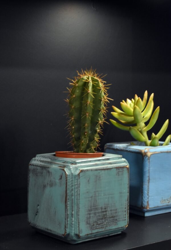 Ξύλινο γλαστράκι με φυτό- Τιρκουαζ- FANG-TIRP