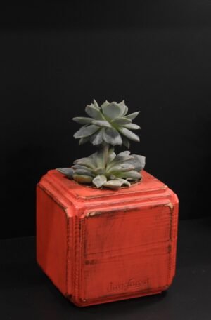 Ξύλινο γλαστράκι με φυτό- Κόκκινο- FANG-REDP