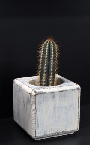 Ξύλινο γλαστράκι με φυτό- Λευκό- ISIG-LEUP