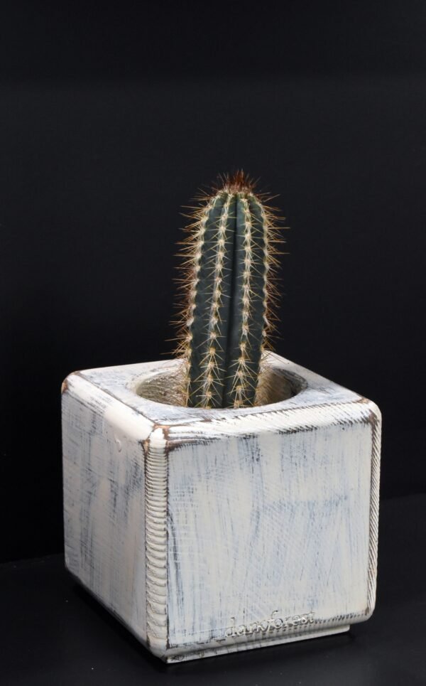 DSC_0032 Ξύλινο γλαστράκι με φυτό- Λευκό- ISIG-LEUP