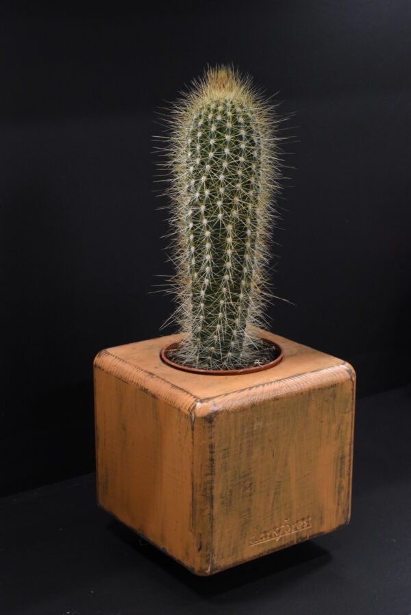 Ξύλινο γλαστράκι με φυτό- Καφέ- ISIG-KAFP