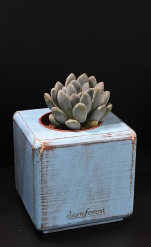 Ξύλινο γλαστράκι με φυτό- Μπλε- ISIG-BLUP