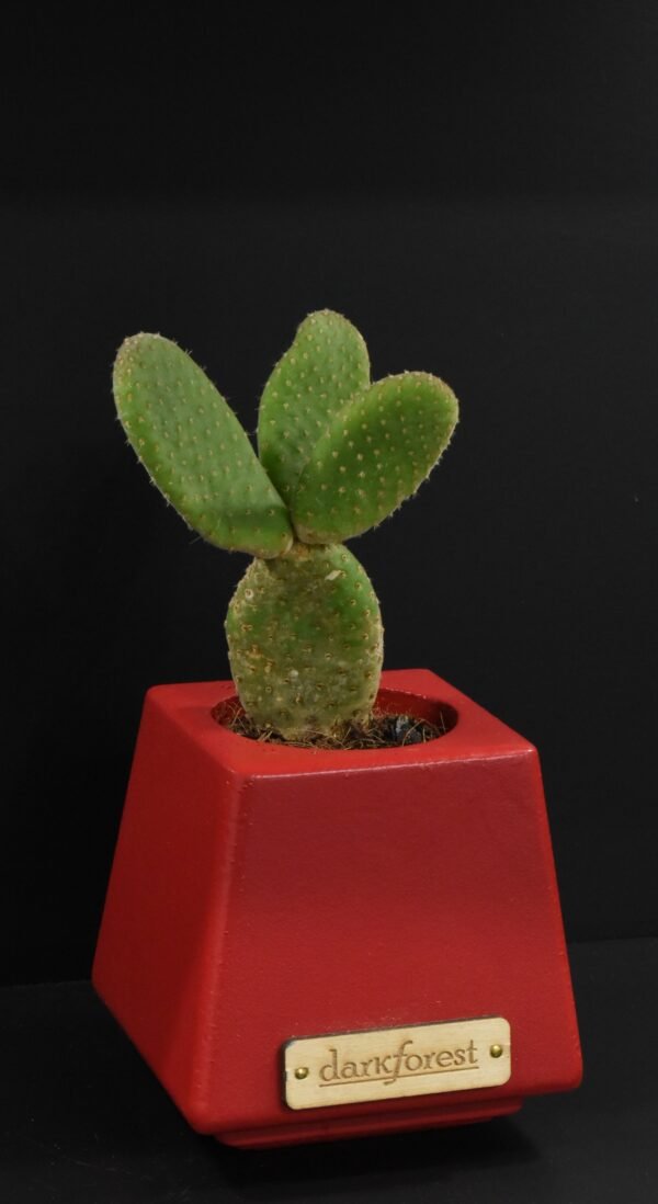 Ξύλινο γλαστράκι με φυτό- Κόκκινο- KONG-REDA