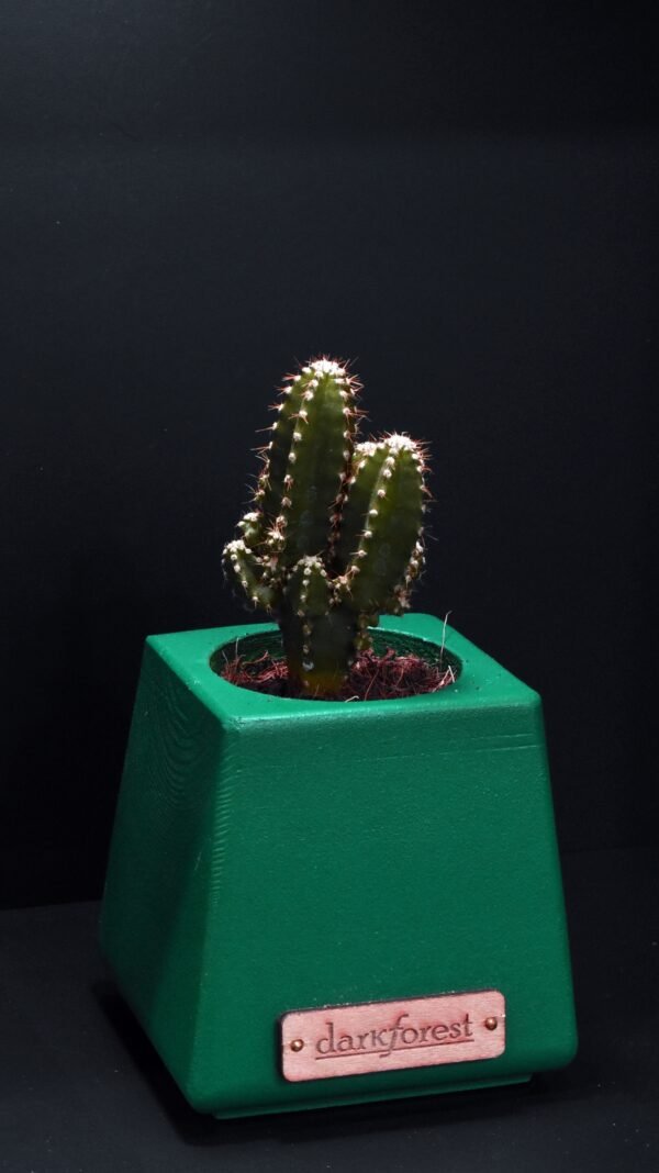 Ξύλινο γλαστράκι με φυτό- Πράσινο- KONG-GREA