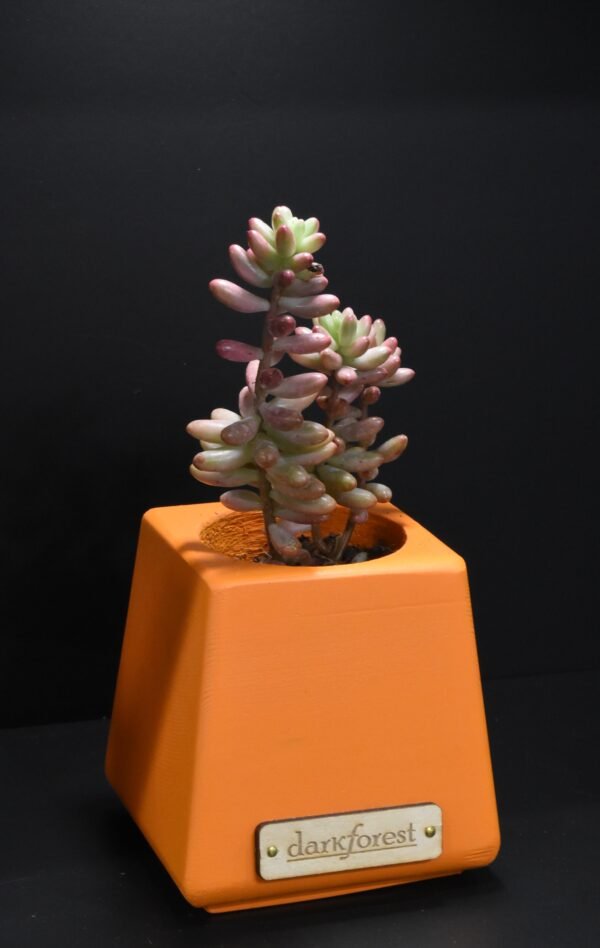 DSC_0042 Ξύλινο γλαστράκι με φυτό- Πορτοκαλί- KONG-ORAA