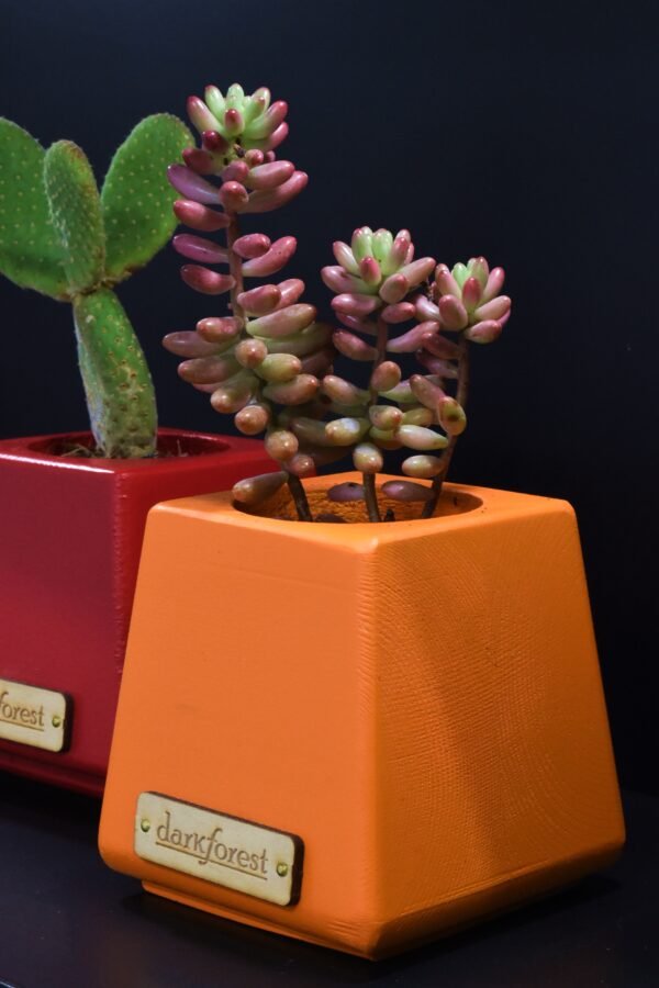 DSC_0043 Ξύλινο γλαστράκι με φυτό- Πορτοκαλί- KONG-ORAA