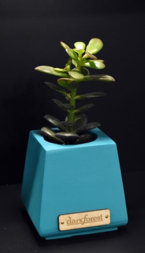 Ξύλινο γλαστράκι με φυτό- Τιρκουαζ- KONG-TIRA