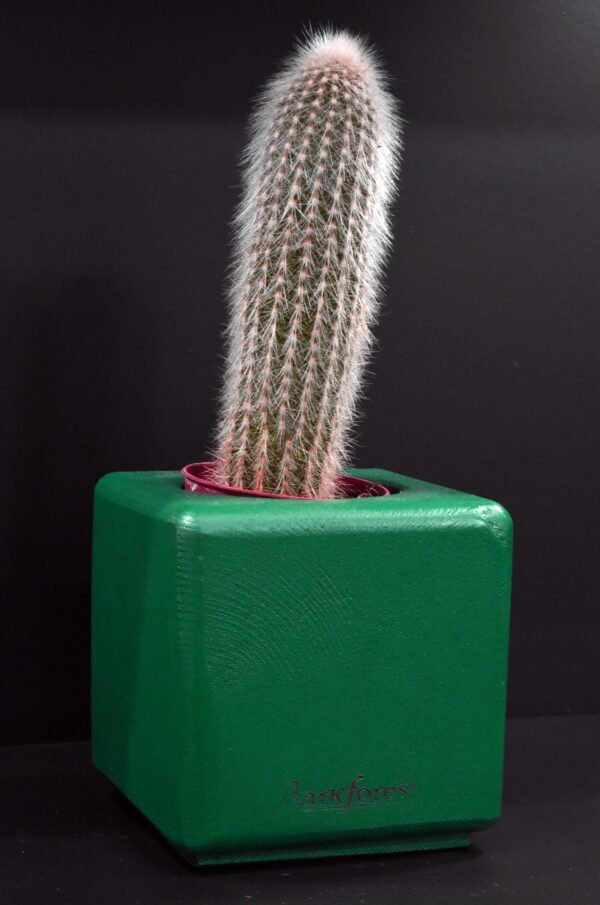 DSC_0046 Ξύλινο γλαστράκι με φυτό- Πράσινο- ISIG-GREA