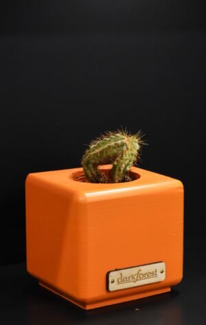 Ξύλινο γλαστράκι με φυτό- Πορτοκαλί- ISIG-ORAA