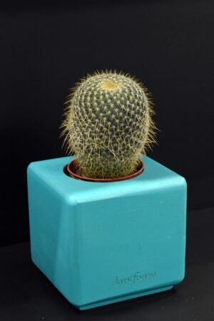 Ξύλινο γλαστράκι με φυτό- Τιρκουαζ- ISIG-TIRA