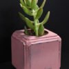 Ξύλινο γλαστράκι με φυτό- Ροζ- FANG-PINP