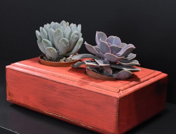 Ξύλινο γλαστράκι δύο θέσεων- Κόκκινο- DUOG-REDP