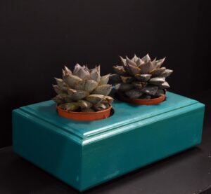 Ξύλινο γλαστράκι δύο θέσεων- Τιρκουαζ- DUOG-TIRA