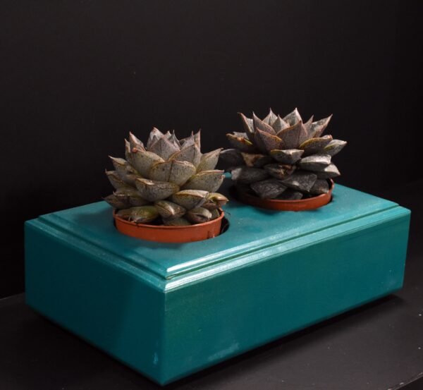 Ξύλινο γλαστράκι δύο θέσεων- Τιρκουαζ- DUOG-TIRA