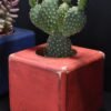 Ξύλινο γλαστράκι με φυτό- Κόκκινο- ISIG-REDP