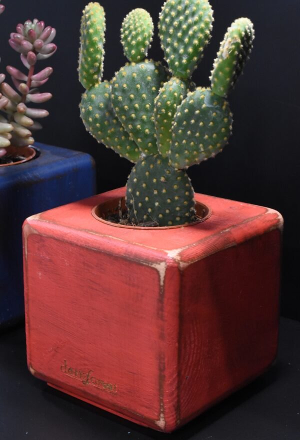 Ξύλινο γλαστράκι με φυτό- Κόκκινο- ISIG-REDP