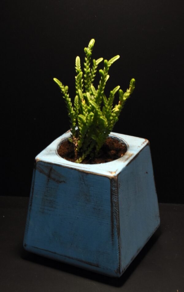 Ξύλινο γλαστράκι με φυτό- Μπλε- KONG-BLUP