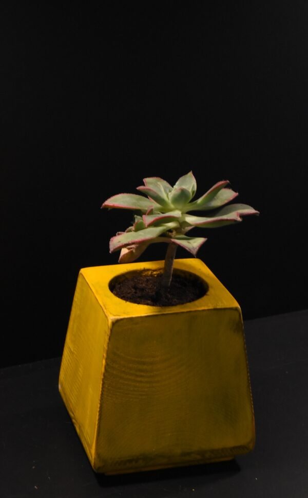 Ξύλινο γλαστράκι με φυτό- Κίτρινο- KONG-YELP