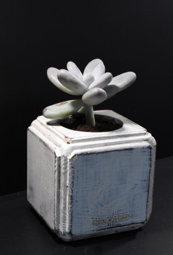 Ξύλινο γλαστράκι με φυτό- Λευκό- FANG-LEUP