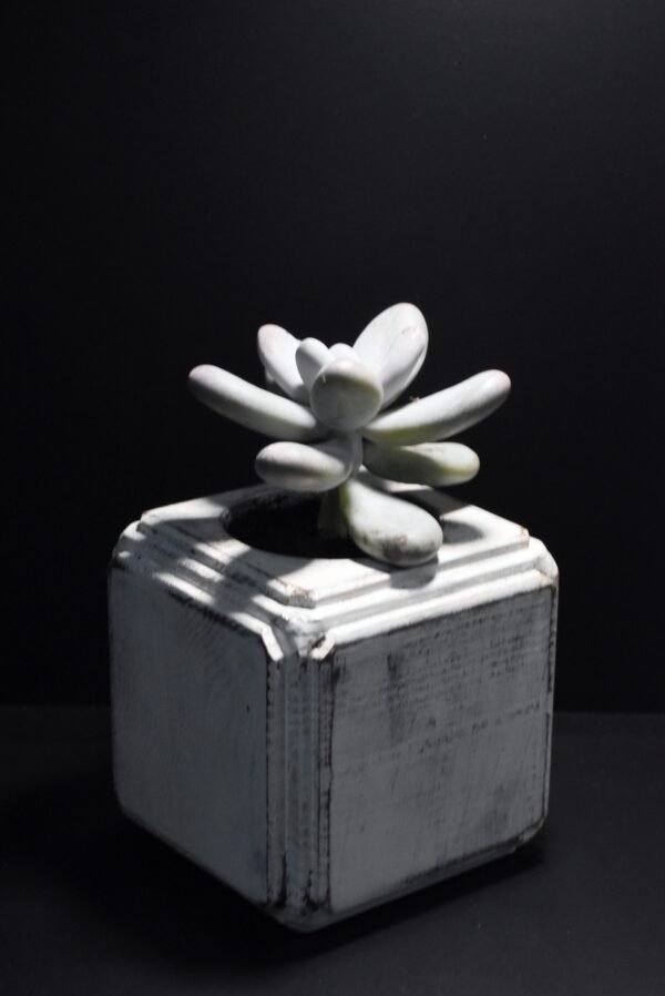 Ξύλινο γλαστράκι με φυτό- Λευκό- FANG-LEUP