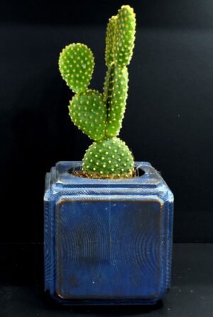 Ξύλινο γλαστράκι με φυτό- Μπλε σκούρο- FANG-BLDP