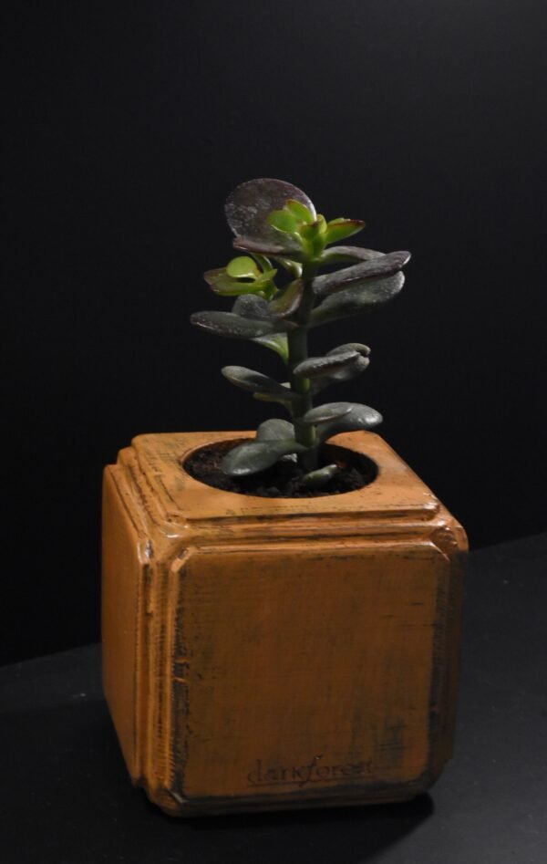 Ξύλινο γλαστράκι με φυτό- Καφέ- FANG-KAFP