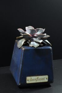 Ξύλινο γλαστράκι με φυτό- Σκούρο Μπλε- KONG-BLDP