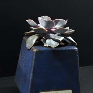 Σκούρο Μπλε