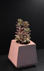 Ξύλινο γλαστράκι με φυτό- Ροζ- KONG-PINP