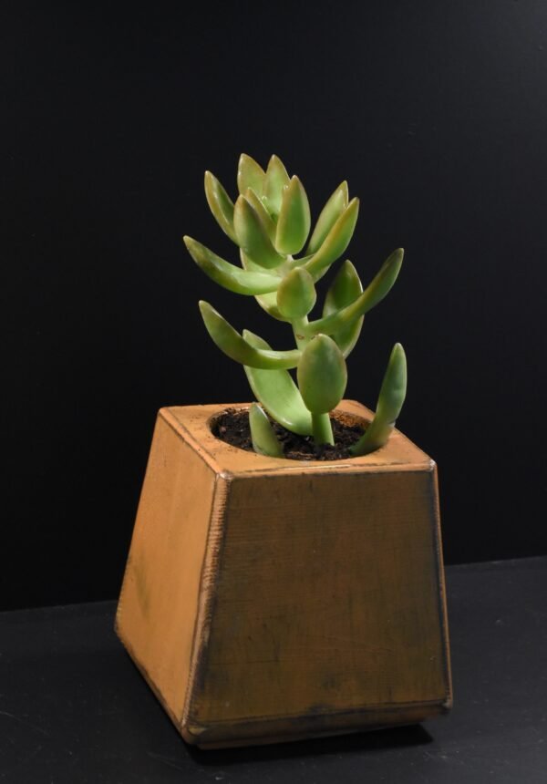 Ξύλινο γλαστράκι με φυτό- Καφέ- KONG-KAFP