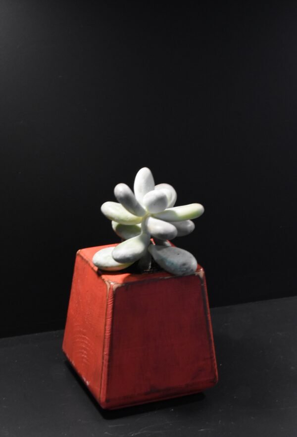 DSC_0040 Ξύλινο γλαστράκι με φυτό- Κόκκινο- KONG-REDP