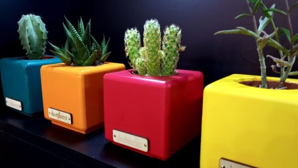 Ξύλινο γλαστράκι με φυτό- Κόκκινο- ISIG-REDA